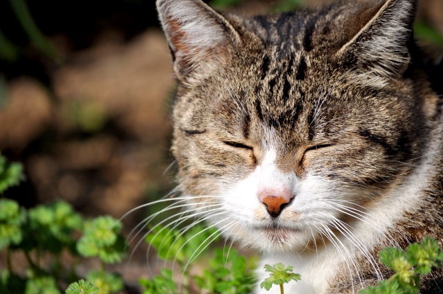 猫の脾臓肥満細胞腫の一例