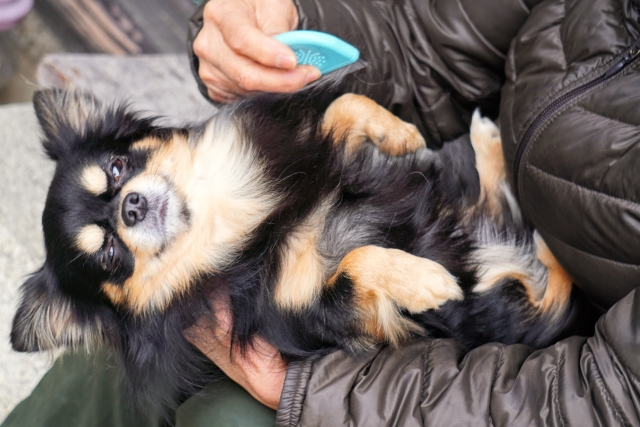 犬の膝蓋骨内方脱臼の一例