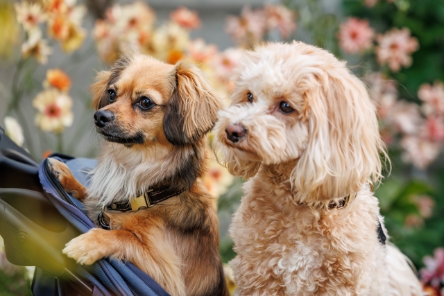 犬の免疫介在性血小板減少症の一例