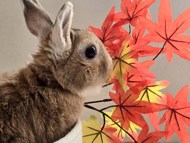 うさぎの毛芽腫の一例