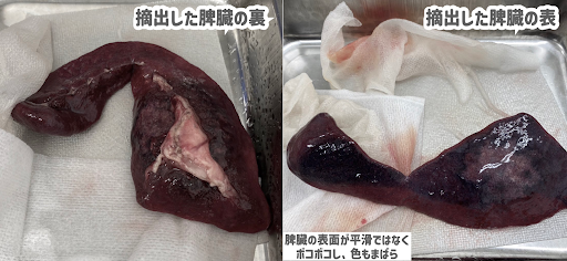 摘出した肥満細胞腫の腫瘍