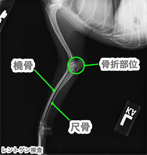 犬の尺骨骨折の一例