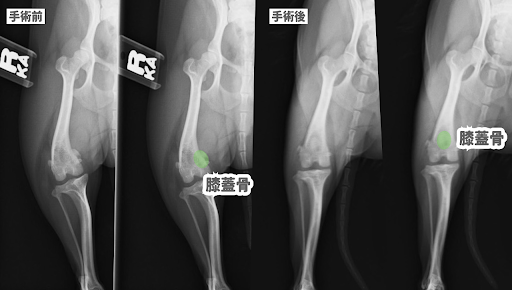 手術前と手術後の膝蓋骨脱臼のレントゲン画像