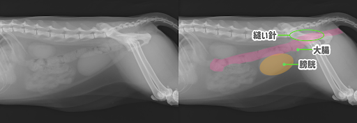 針を誤食した犬のレントゲン画像