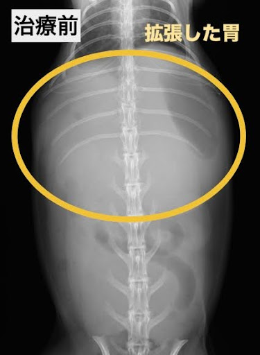 胃拡張のレントゲン画像