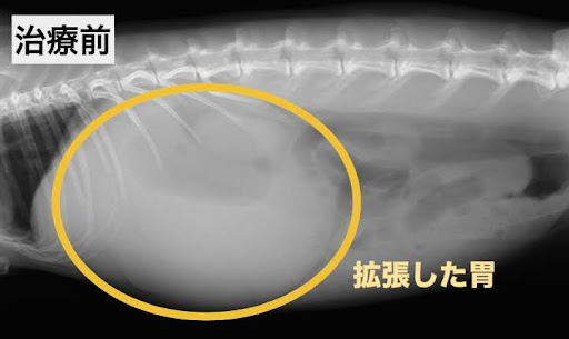 胃拡張のレントゲン画像