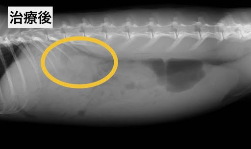 胃拡張の治療後のレントゲン画像