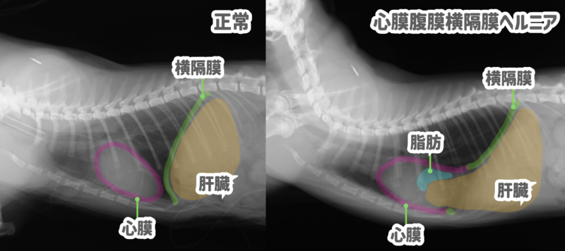 猫の腹膜心膜横隔膜ヘルニアの一例