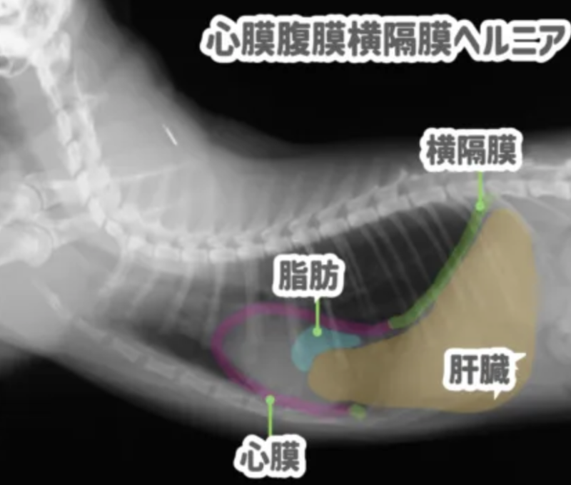 猫の腹膜心膜横隔膜ヘルニアの一例