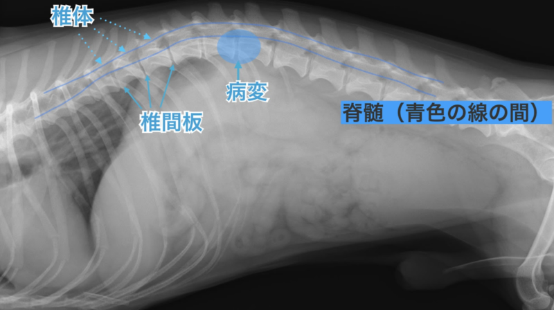 犬の椎間板ヘルニアの一例