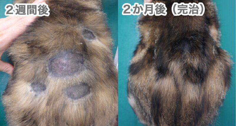 皮膚糸状菌症の完治後の写真